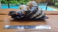 Gambar Udang WIndu Tiger Tanpa Kepala 1KG FS dari NM-Frozen Food undefined 2 Tokopedia