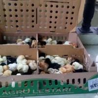 Gambar Doc Anak Ayam Kampung Joper - Anak Ayam Joper - Murah dari FaunaCenter undefined 3 Tokopedia