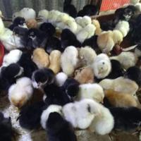 Gambar Doc Anak Ayam Kampung Joper - Anak Ayam Joper - Murah dari FaunaCenter undefined 1 Tokopedia