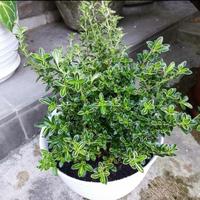 Gambar tanaman mirten varigata / pohon bonsai mirten bibit tanaman bonsai dari Rizky floris03 undefined 1 Tokopedia