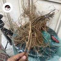 Gambar Akar Senggani Aquascape Aquarium 1 Pcs dari JN AQUARIUM undefined 3 Tokopedia