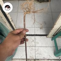 Gambar Akar Senggani Aquascape Aquarium 1 Pcs dari JN AQUARIUM undefined 2 Tokopedia
