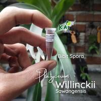 Gambar Platycerium Willinckii var. Sawangensis | Bibit Spora dari Kai Flora undefined 1 Tokopedia