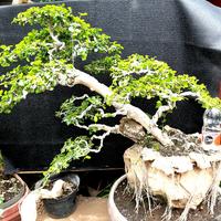 Gambar bonsai serut sudah jadi tinggal pajang dari NauraStarShop undefined 1 Tokopedia