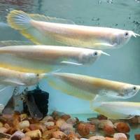 Gambar ikan arwana albino grade a dari azzam aquaticfish undefined 1 Tokopedia
