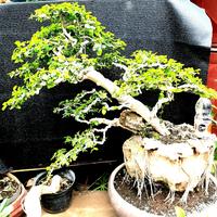 Gambar bonsai serut sudah jadi tinggal pajang dari NauraStarShop undefined 3 Tokopedia