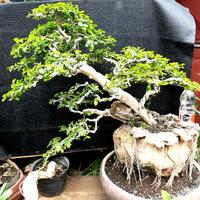 Gambar bonsai serut sudah jadi tinggal pajang dari NauraStarShop undefined 2 Tokopedia