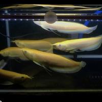 Gambar ikan arwana albino grade a dari azzam aquaticfish undefined 4 Tokopedia