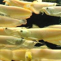 Gambar ikan arwana albino grade a dari azzam aquaticfish undefined 3 Tokopedia