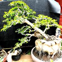 Gambar bonsai serut sudah jadi tinggal pajang dari NauraStarShop undefined 4 Tokopedia