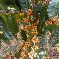 Gambar Green Bean kopi arabika yellow catura Honey 1Kg dari kopi cibunar Linggajati undefined 5 Tokopedia