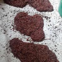 Gambar cacing tanah murni 100%lumbricus dari R&D cacing undefined 1 Tokopedia