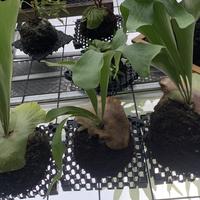 Gambar platycerium hilli panama dari twenty orchid and platycerium undefined 2 Tokopedia