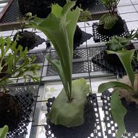 Gambar platycerium hilli panama dari twenty orchid and platycerium undefined 1 Tokopedia