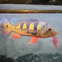 Gambar pbass mono gm dari GoldenFish55 undefined 1 Tokopedia