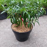 Gambar [ BIBIT ] pohon cabe atau cabai merah keriting dari RESTU FLOWER undefined 1 Tokopedia