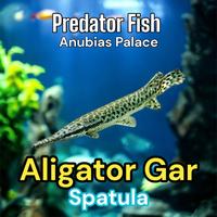 Gambar ALIGATOR GAR SPATULA / IKAN PREDATOR ALIGATOR SPATULA dari Anubias Palace undefined 1 Tokopedia