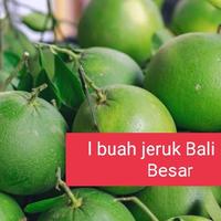 Gambar Buah Jeruk Pomelo  Bali  l buah jeruk Bali utuh dari fresh Fruit Riansyah undefined 1 Tokopedia