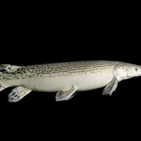 Gambar ALIGATOR GAR SPATULA / IKAN PREDATOR ALIGATOR SPATULA dari Anubias Palace undefined 2 Tokopedia