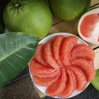Gambar Buah Jeruk Pomelo  Bali  l buah jeruk Bali utuh dari fresh Fruit Riansyah undefined 2 Tokopedia
