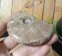 Gambar Batu Natural Fossil Keong Top Grade (1) dari Natural Galeri undefined 4 Tokopedia