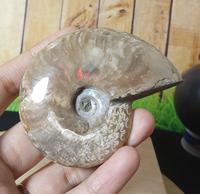 Gambar Batu Natural Fossil Keong Top Grade (1) dari Natural Galeri undefined 2 Tokopedia
