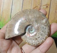 Gambar Batu Natural Fossil Keong Top Grade (1) dari Natural Galeri undefined 3 Tokopedia