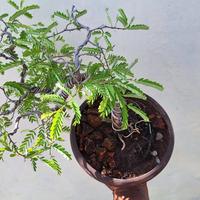 Gambar bonsai asem 2 dari Con Gardenia undefined 3 Tokopedia