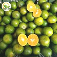 Gambar Jeruk Peras Hijau 1kg Pekanbaru dari SegardaunPku02 undefined 1 Tokopedia