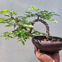 Gambar bonsai asem 2 dari Con Gardenia undefined 2 Tokopedia