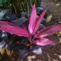 Gambar tanaman hias andong merah anjuang dari puspa florista undefined 1 Tokopedia