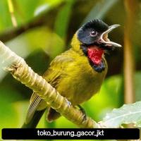 Gambar burung samyong piluhan dari toko burung gacor jkt undefined 1 Tokopedia