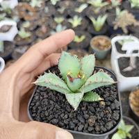 Gambar agave titanota dwarf/kyoto dari AgaveCactusSucculentInd undefined 1 Tokopedia