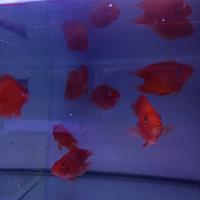 Gambar ikan perot no tails merah dari NZM AQUATIC. undefined 1 Tokopedia