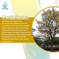 Gambar Benih Biji Bibit Tabebuia Tabebuya kuning Mix Garden Seed - 10 Seed dari Netafarm Surabaya undefined 2 Tokopedia