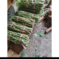 Gambar Bibit gedi merah,bibit stek tanaman herbal gedi merah siap tanam dari Bukitlumpangstore undefined 2 Tokopedia