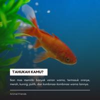 Gambar IKAN MAS PAKAN PREDATOR dari Animal Friends ID undefined 3 Tokopedia