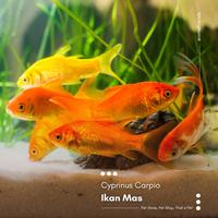 Gambar IKAN MAS PAKAN PREDATOR dari Animal Friends ID undefined 1 Tokopedia