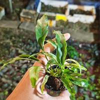 Gambar anubias minima varigata dari Planet Aquarium Indonesia undefined 1 Tokopedia
