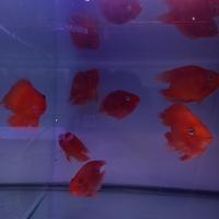 Gambar ikan perot no tails merah dari NZM AQUATIC. undefined 2 Tokopedia