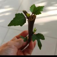 Gambar Bibit gedi merah,bibit stek tanaman herbal gedi merah siap tanam dari Bukitlumpangstore undefined 1 Tokopedia
