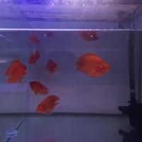 Gambar ikan perot no tails merah dari NZM AQUATIC. undefined 5 Tokopedia