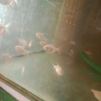 Gambar ikan pacu albino dari ubaysantrit undefined 2 Tokopedia