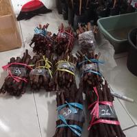 Gambar rostok anggur alphonso dan red master - alphonso dari Toko TasBandung undefined 1 Tokopedia
