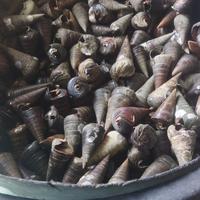 Gambar Kelomang kerucut / Keong laut 1Kg - 1kg dari Berkah-umpanPancing undefined 1 Tokopedia
