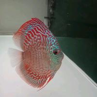 Gambar ikan hias discus heckel berkualitas dari GoldenFish55 undefined 1 Tokopedia