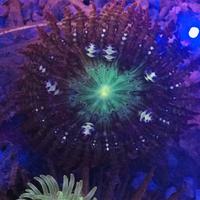 Gambar anemon matahari rare dari BERKAH REEF TANK undefined 2 Tokopedia