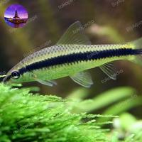 Gambar IKAN HIAS AQUASCAPE SAE ALGAETER / IKAN PEMAKAN LUMUT SAE ALGAETER - CAE dari BiyAquascape undefined 1 Tokopedia