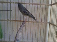 Gambar Burung Kenari Loper Gacoran Warna Gelap dari cv tt undefined 5 Tokopedia