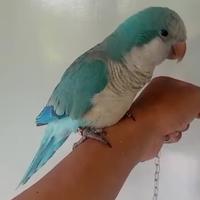 Gambar burung monk paraket blue jinak dari Jaya Parrot undefined 1 Tokopedia